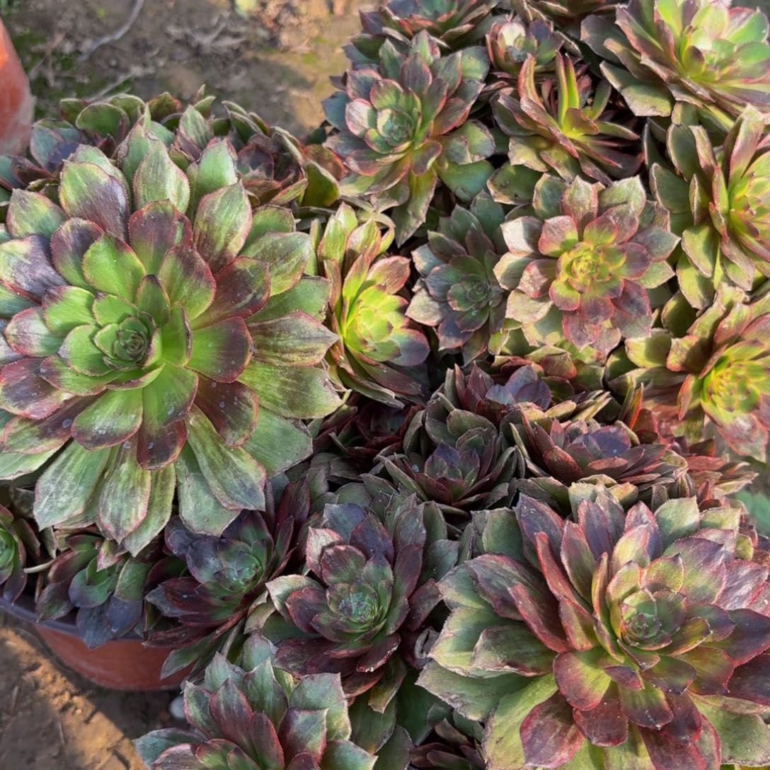 红丝绒多肉植物捧花3多肉@