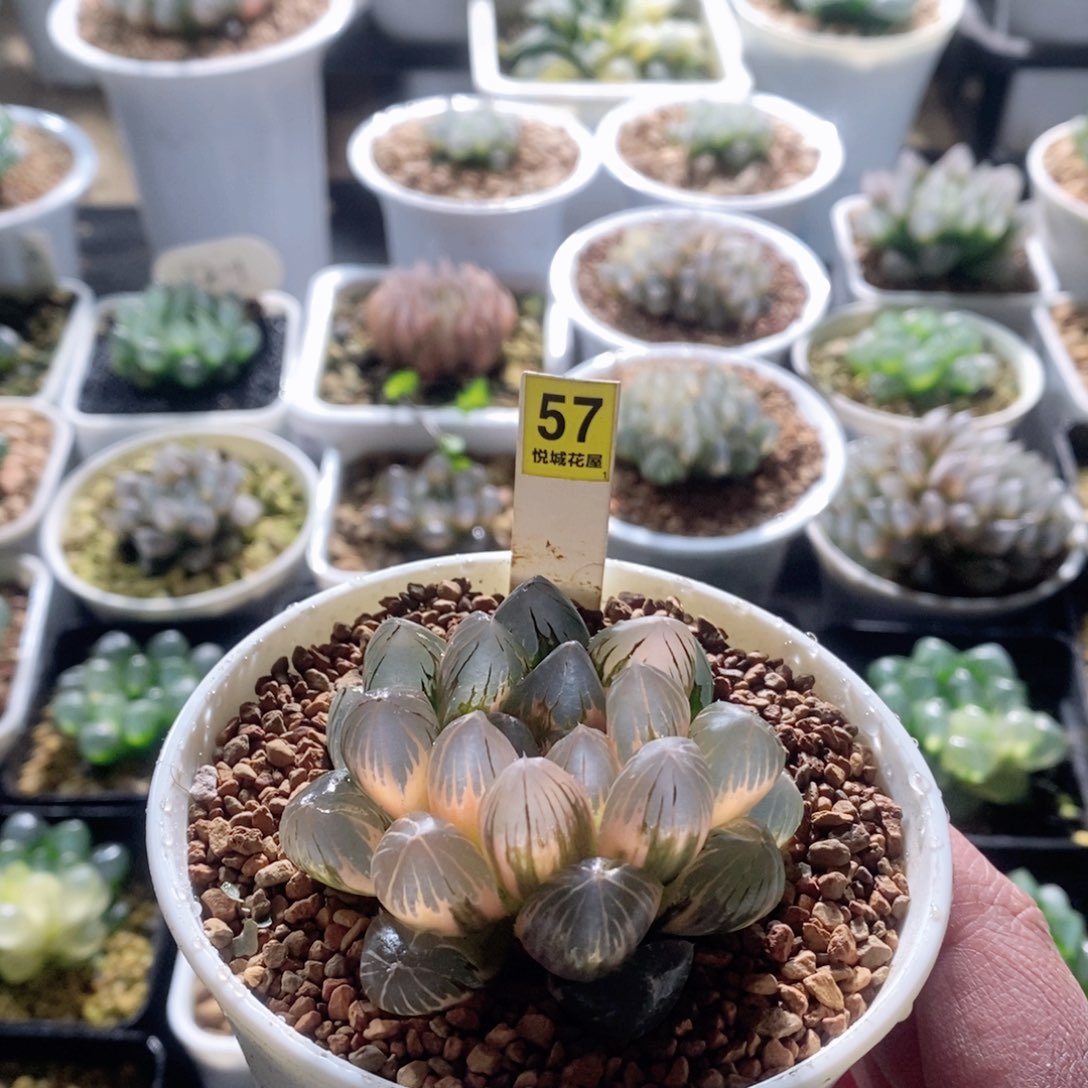Om玉露锦多肉植物多肉植物