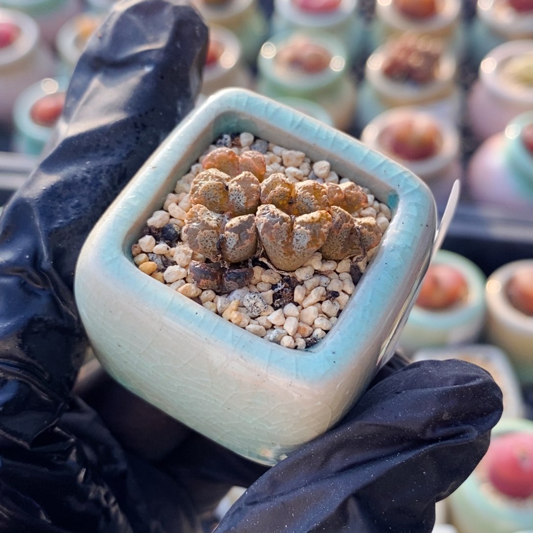 4473--一物一拍 带盆