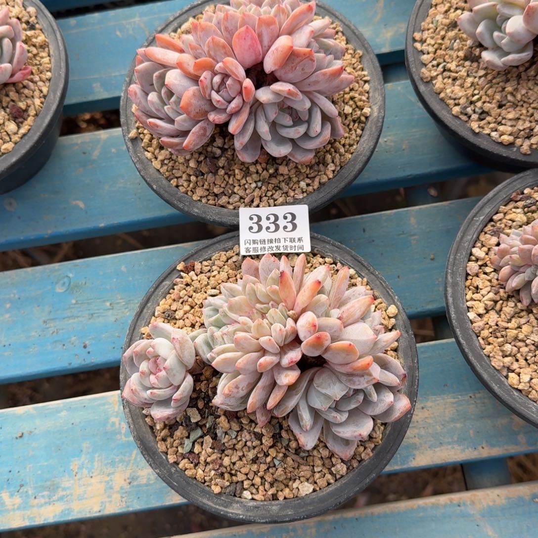 蔡***蔡333星影群带缀2颗11-13cm左右（带盆土发）