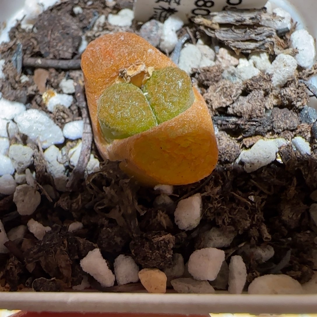 肉锥多肉植物百科-超级蛋糕704