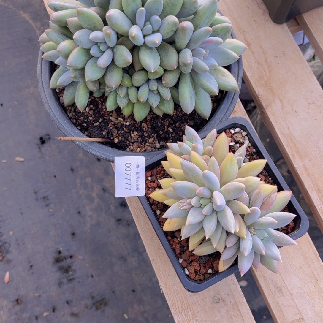 小***叶多肉一物一拍7777