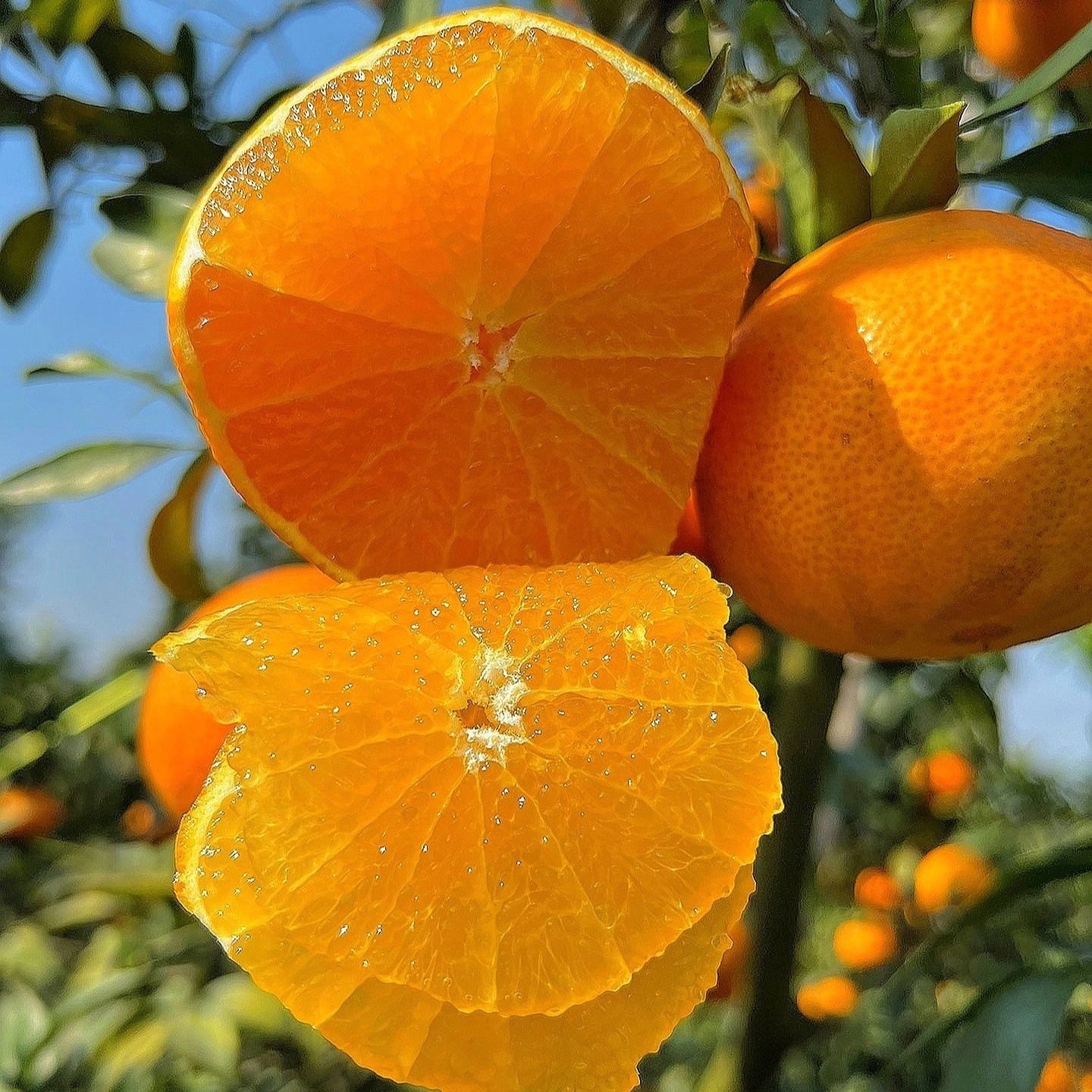 【顺丰包邮】四川爱媛38号果冻橙手剥橙冰糖爆汁果冻橙新鲜应季水果