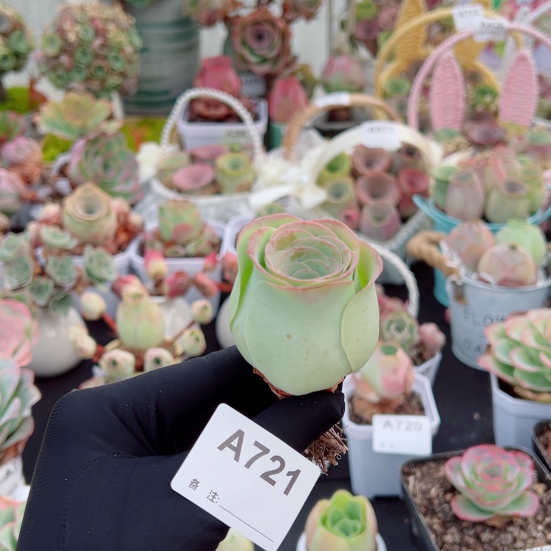 721粉玫瑰酒杯老桩。  一物一拍