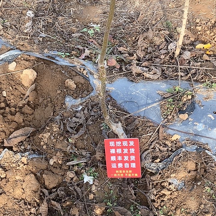 风***筝吊坠文玩核桃文山两小颗