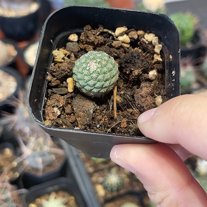 实生小菊水仙人球一颗