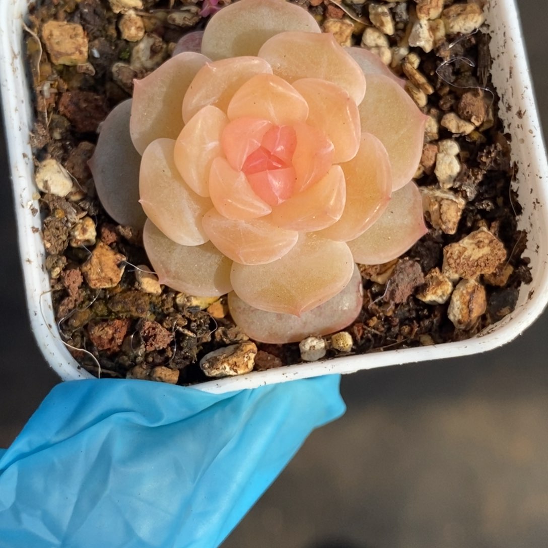 53东篱下多肉植物盆栽