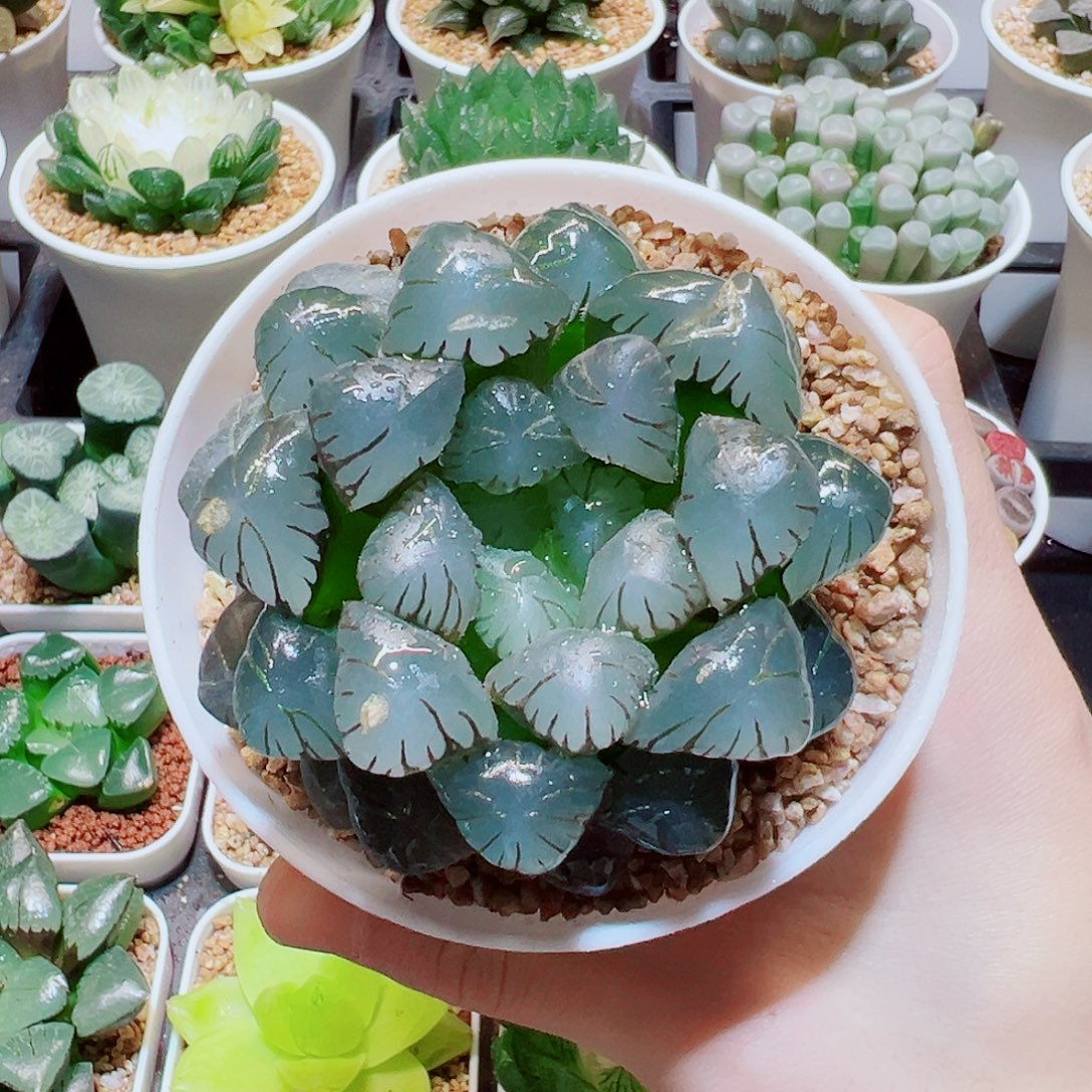 福利，潘氏母本大冰灯，13.8，瑕疵