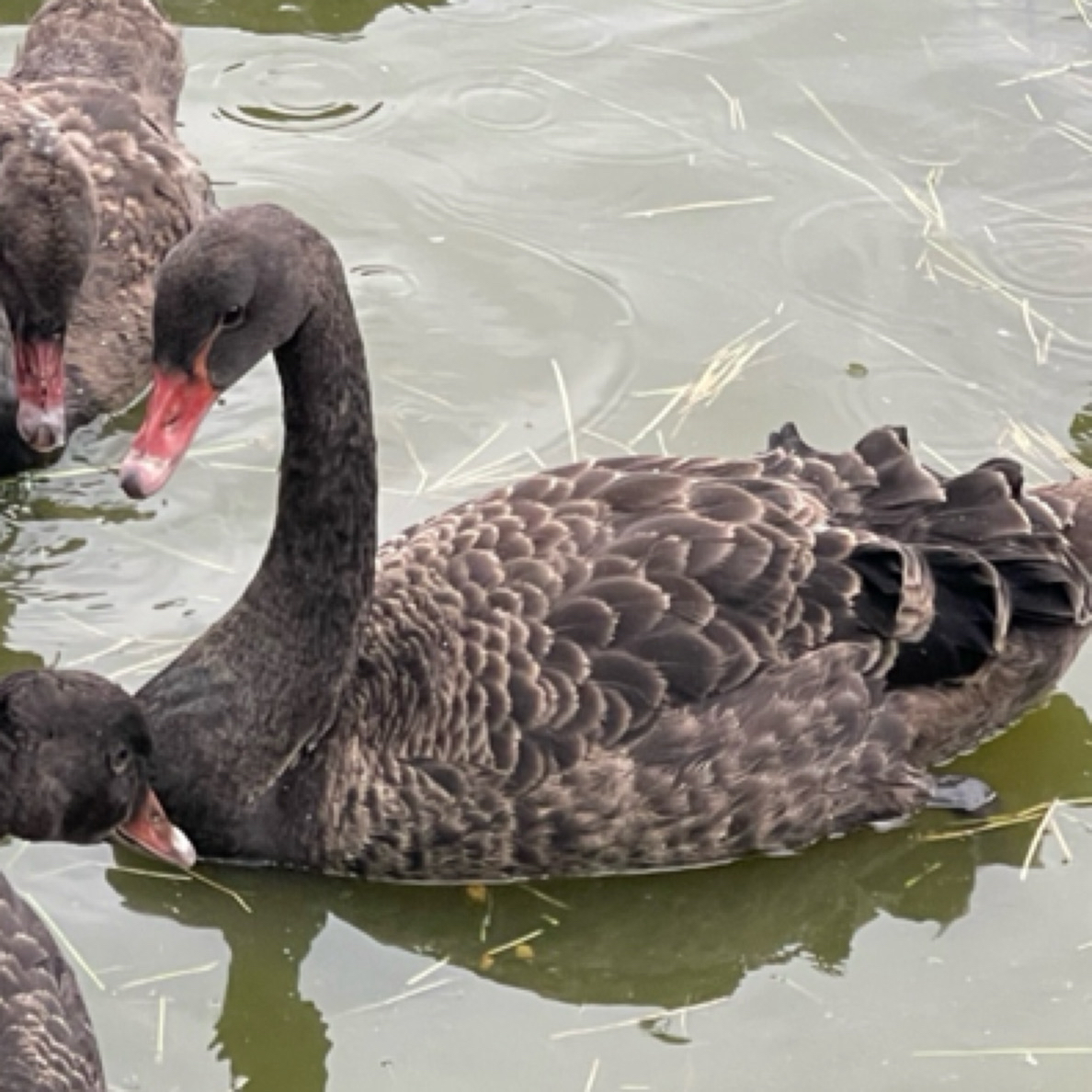 （蓝海黑天鹅）半年左右全翅青年黑天鹅黑天鹅苗黑天鹅苗宠物鸭鹅