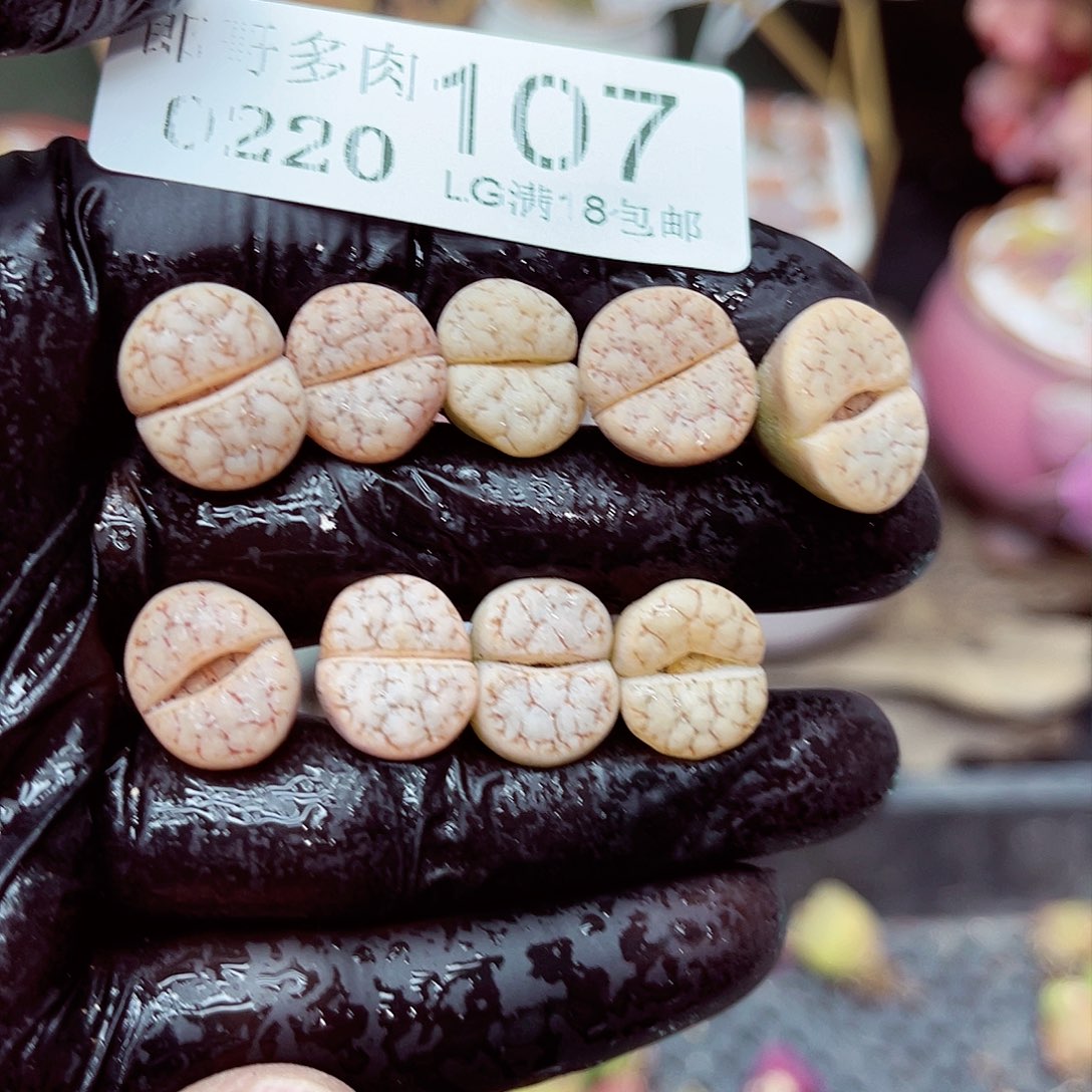 郎哥多肉生石花20-107