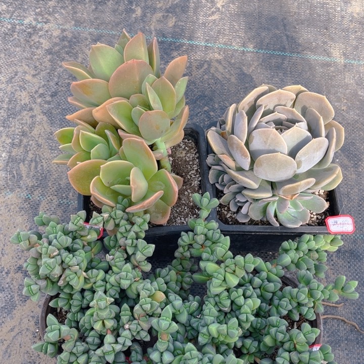 潜*股赫氏鲁氏石莲鹿角两颗