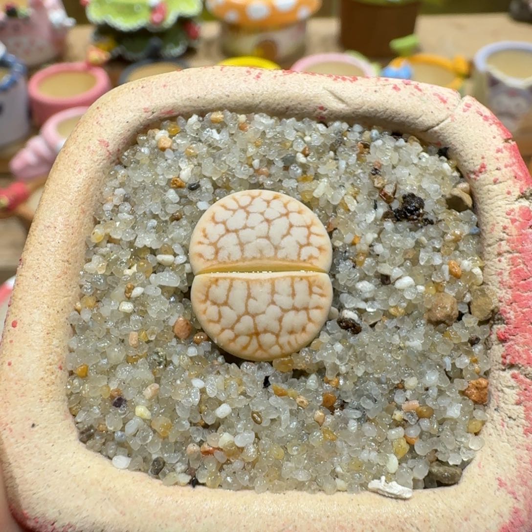 蘑菇1369c383舞岚玉