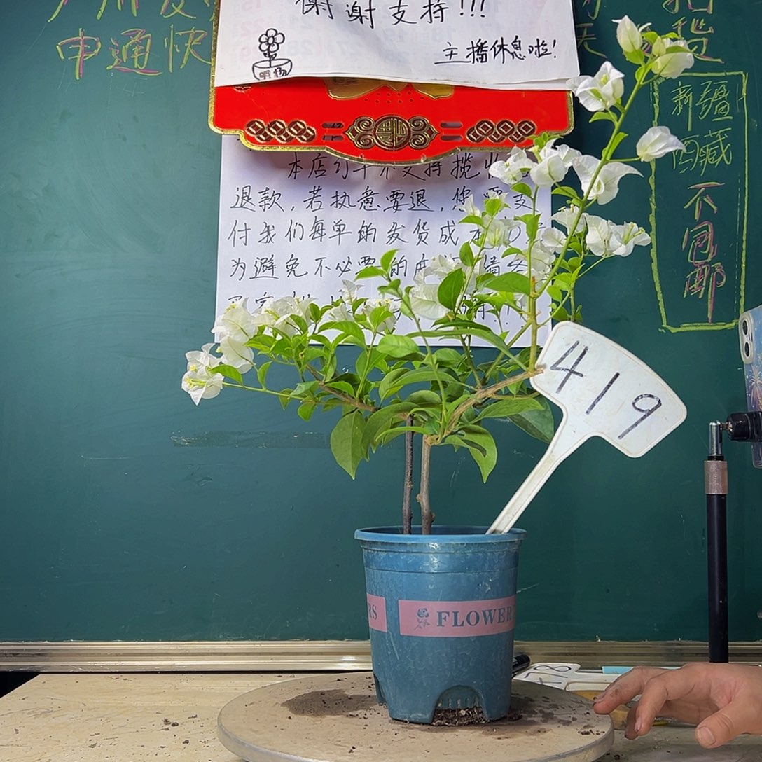 当前无花栽培后可以开花下播 双杆 白雪公主 419