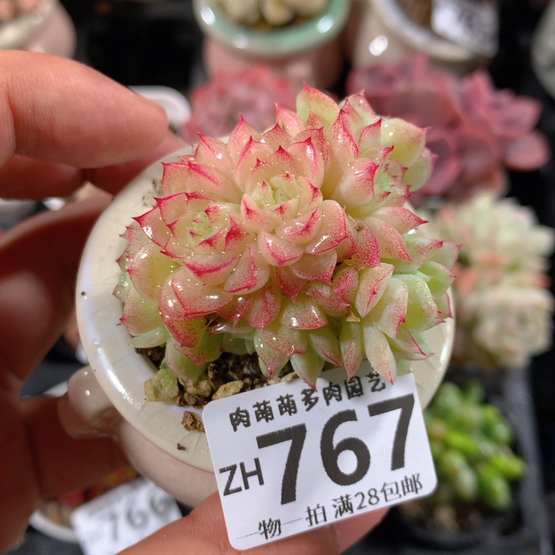 5CM拇指盆精控多肉ZH767