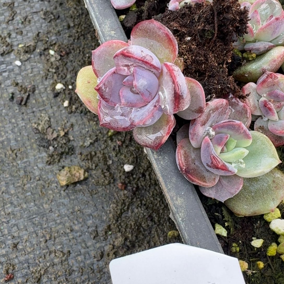 带桩子黑玫瑰杂交量拍一颗22-131