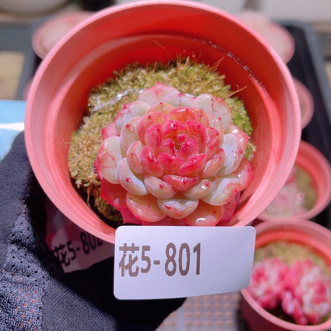 花利美5-801雪颜玉