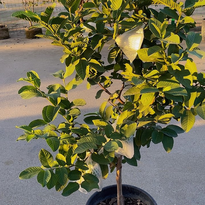 周***妹完全开放果树888888