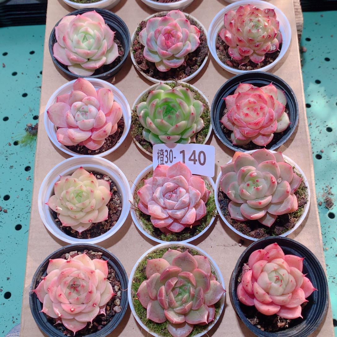 30-140一物一拍多肉带盆18颗