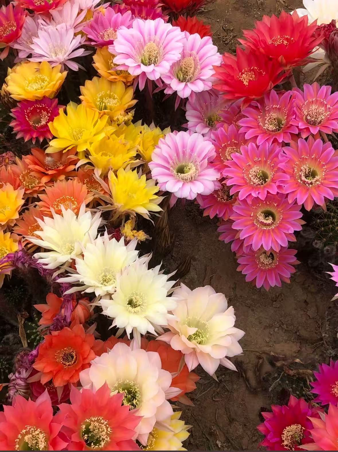 【开花超美彩草】仙人球盆栽好养桌摆美观办公花卉绿植净化空气吸甲