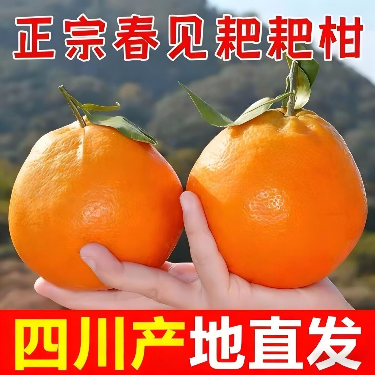 【四川耙耙柑】春见耙耙柑整箱发货香甜多汁当季新鲜水果现摘现发