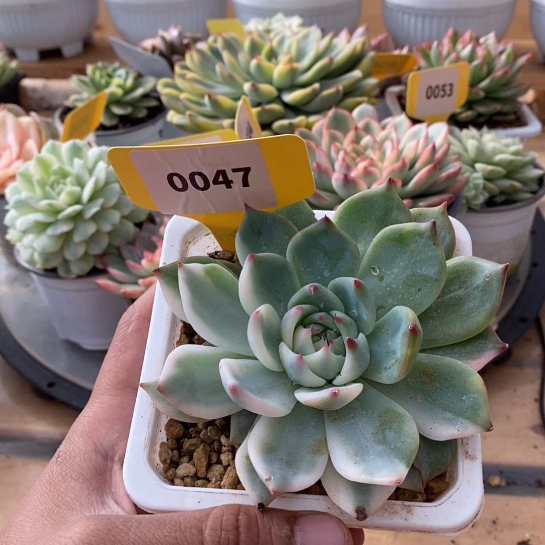 0047吉娃娃哈哈哈哈