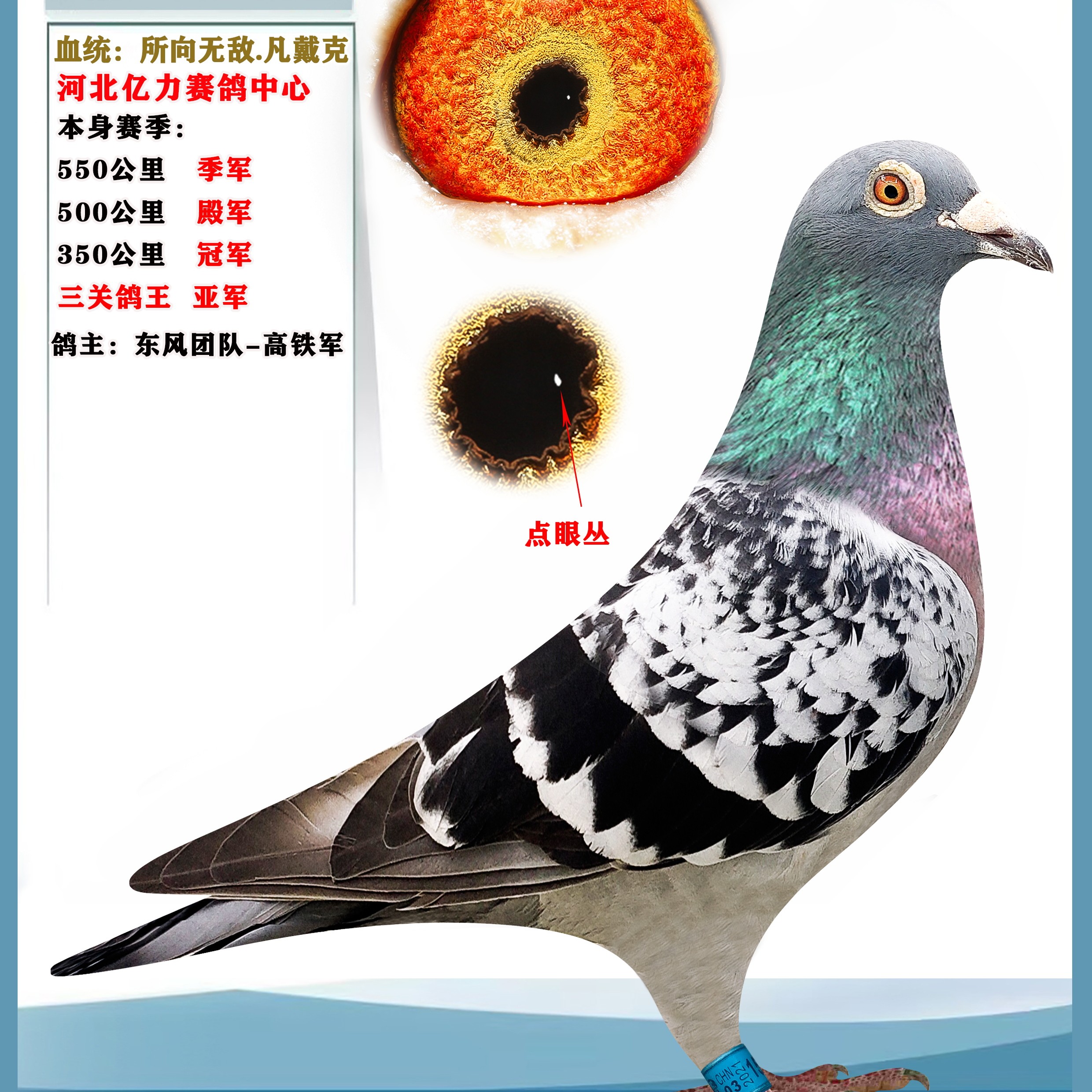 可飞3000公里大鼻子血统鸽适合长距离山区飞行