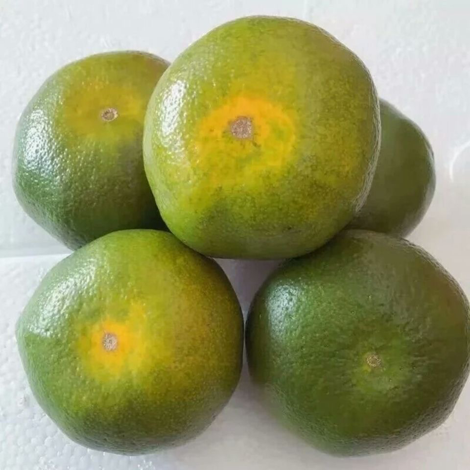 湖南永州江永特产正宗回峰蜜桔果园现摘现发保证不泡药水不打蜡