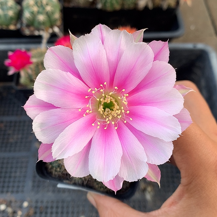 20 实生丽花7厘米盆群