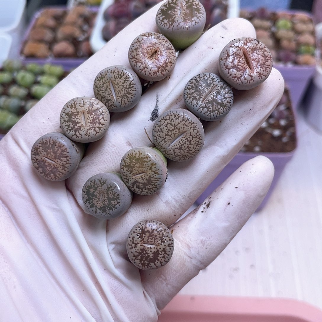 420号 纽扣白弁天