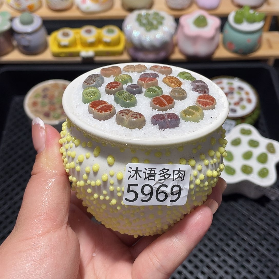 带盆土植物 一物一拍5969