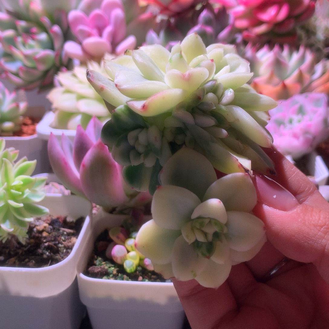 雪鸢群生覆轮锦福利有根