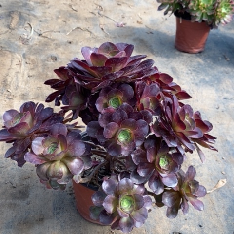 魅金玫瑰多肉植物002