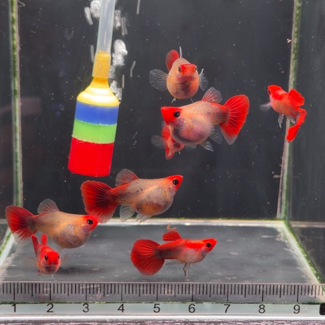 孔雀鱼黄化深海蓝玻璃猫球1对