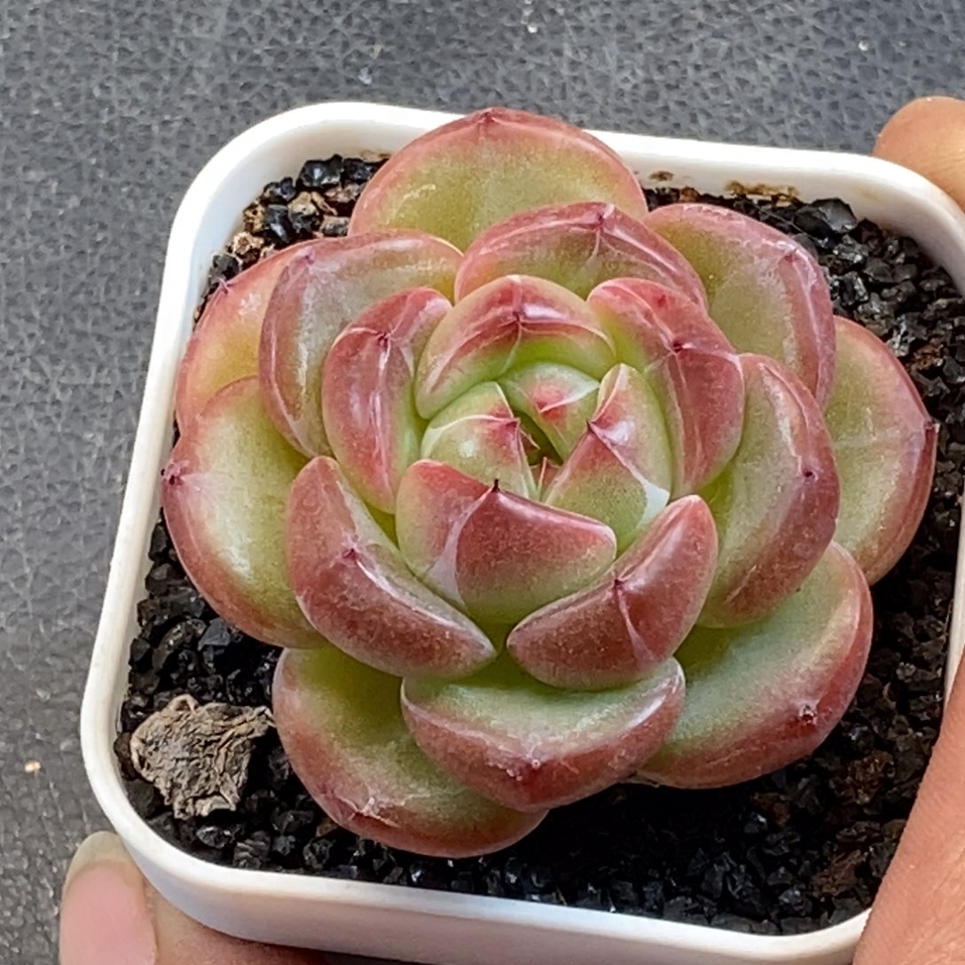 天官赐福百无禁忌