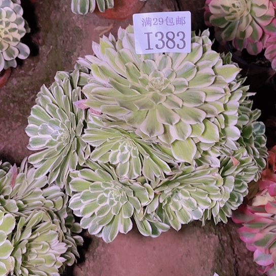 X**～1383碧浪多肉植物