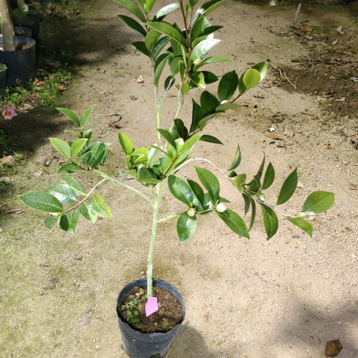 全部花苞葛蕾丝原生苗