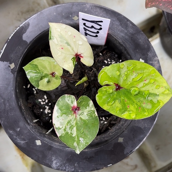 322-0215彩叶芋广东现货