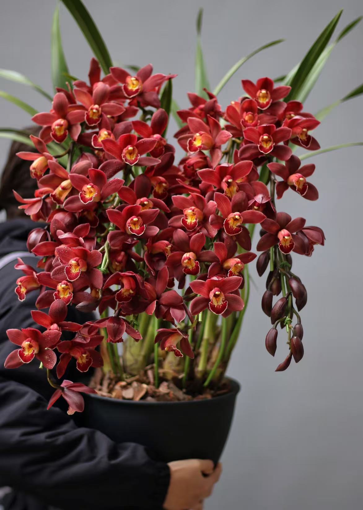 【金边中国龙】大花蕙兰年宵花云南基地直发室内盆栽绿植兰花