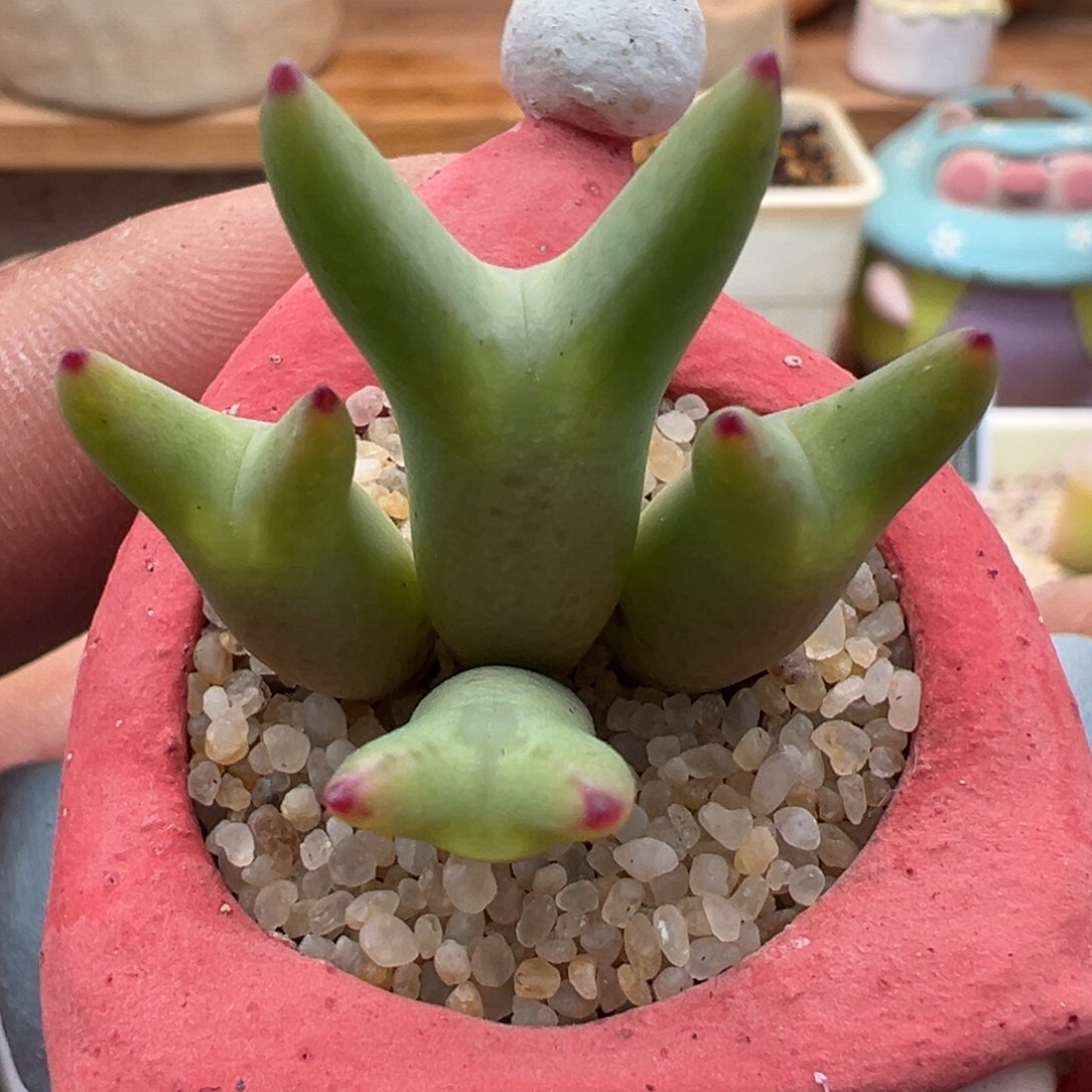 227优选0136皮卡丘四头红尖尖耳