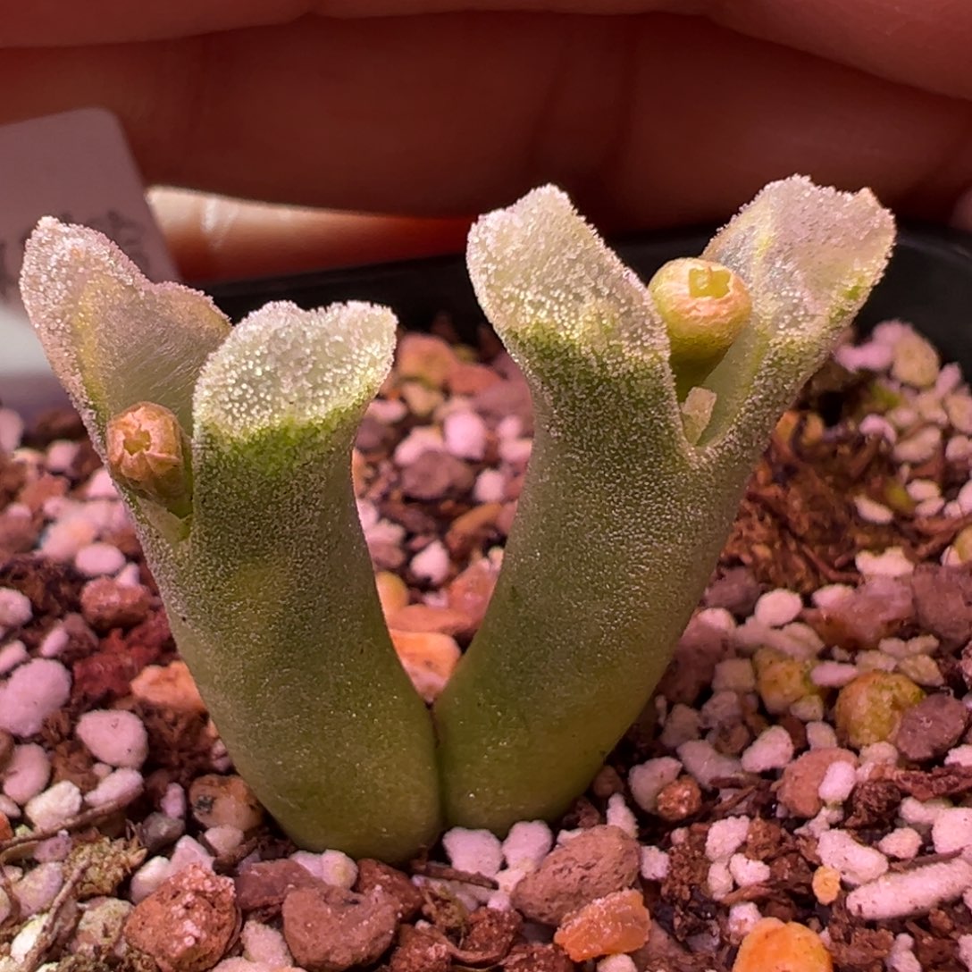 357。优选冰风铃双头母本