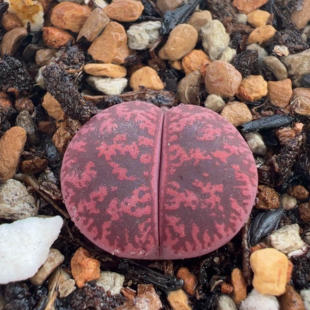 532多肉植物百科