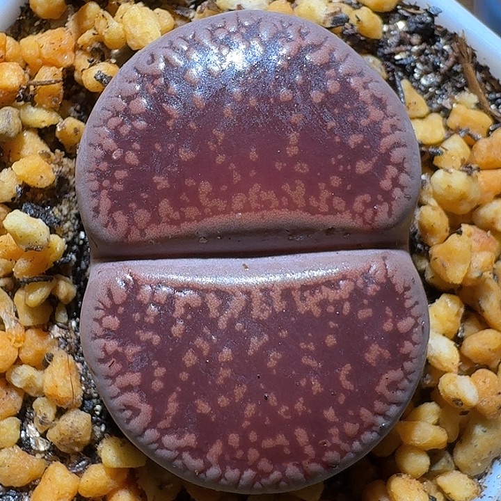 生石花122222。  218