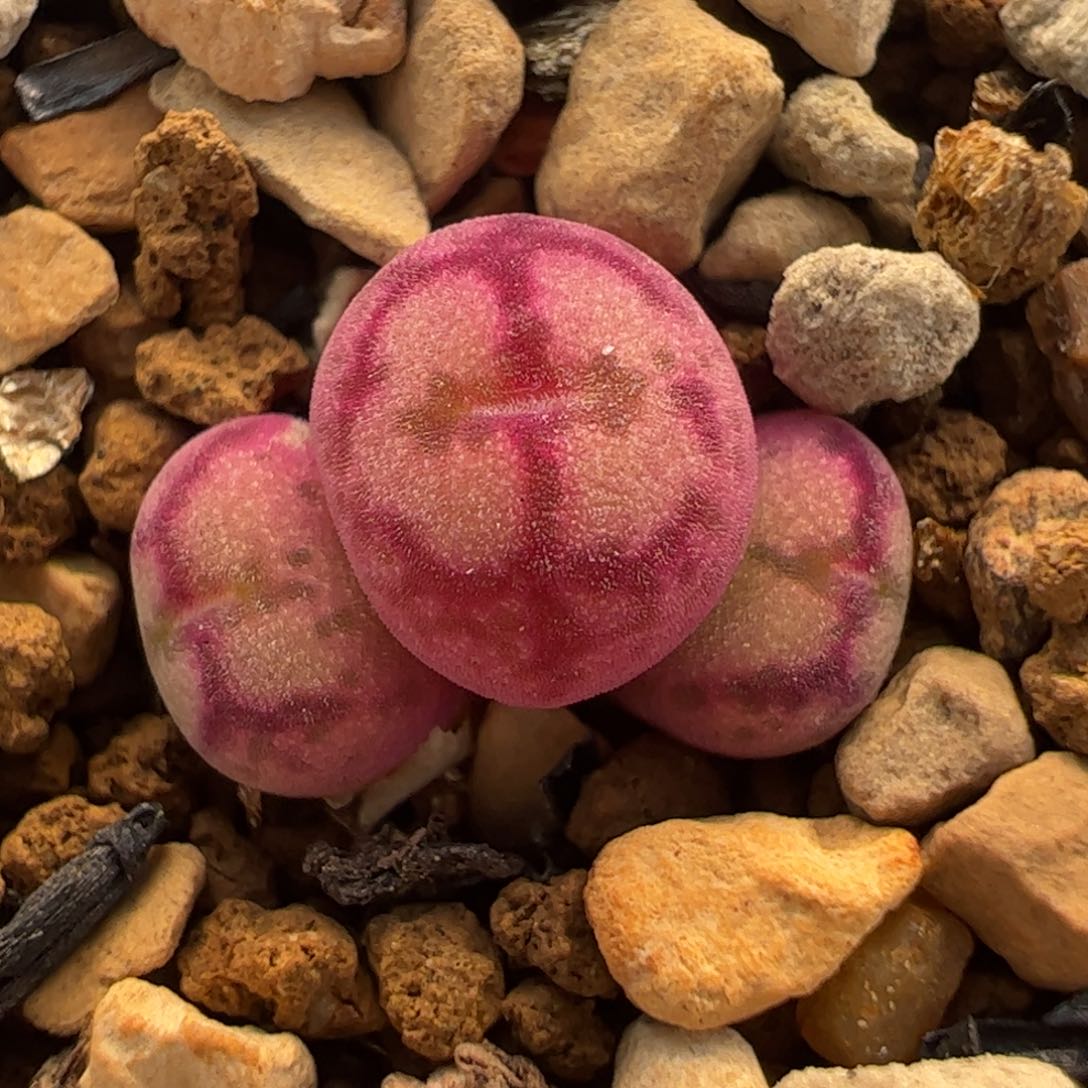 088多肉植物百科