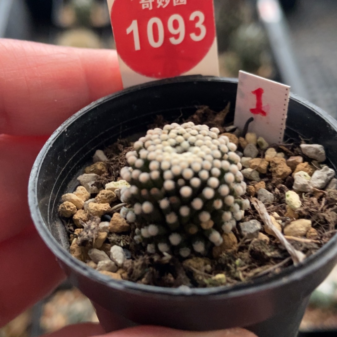 自根萝卜根松针牡丹一颗1.8cm