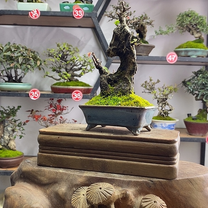 S***e无花朵33222333333