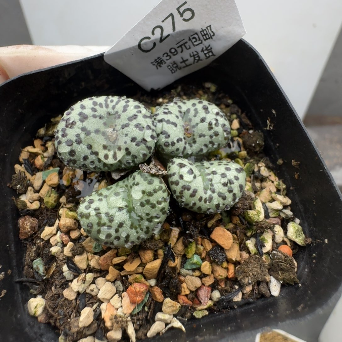 275安贞群h h h h h h