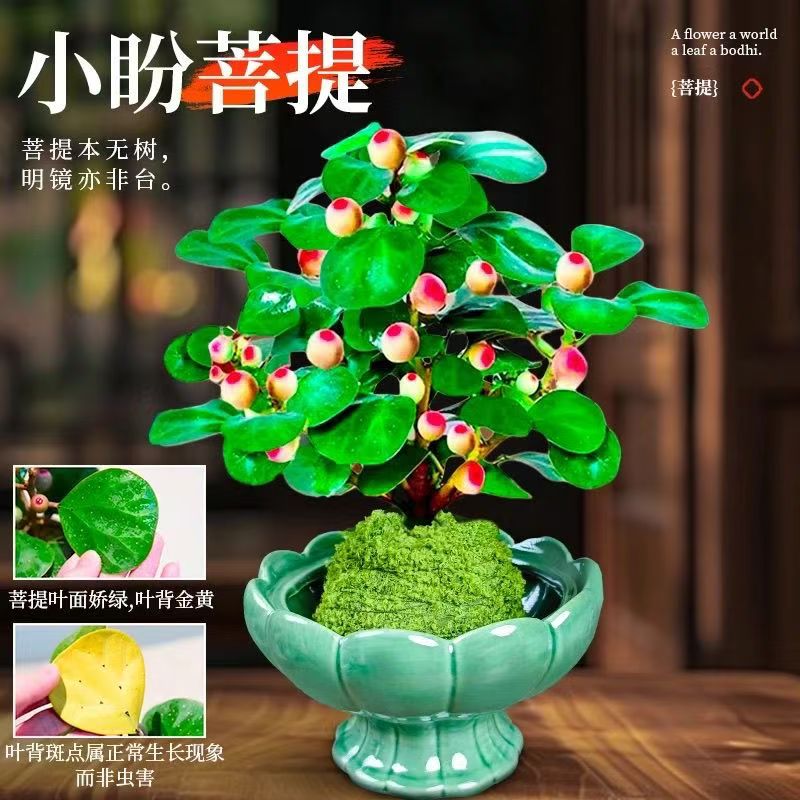 小盼带果菩提绿植盆栽陶瓷花盆中式禅意发财树桌面好养摆件办公室