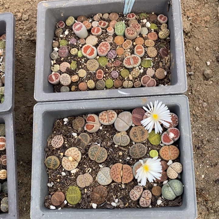 ****@生石花的种子的季节683