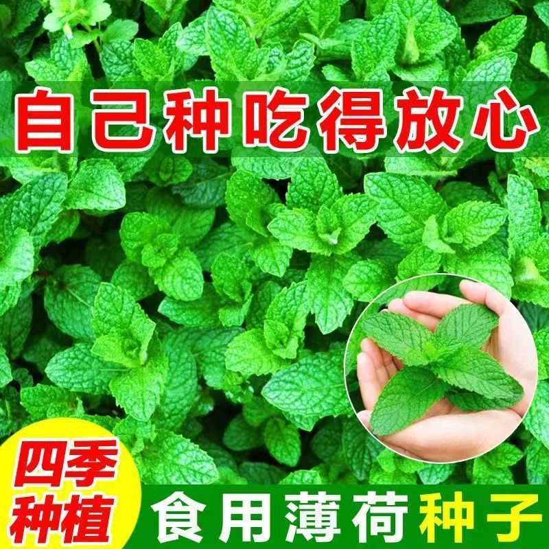 【全店满5包包邮】食用薄荷种子可驱蚊虫四季可种阳台庭院盆栽种植