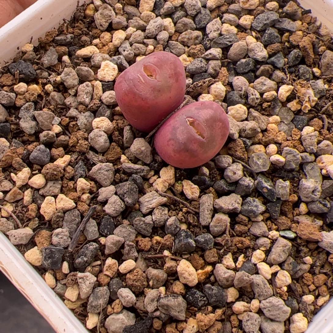 12.26毛杂多肉植物26